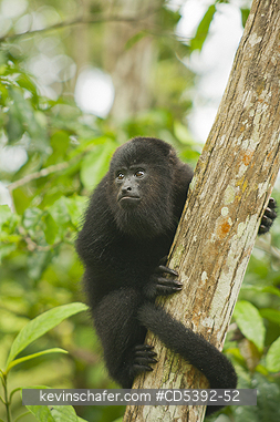 MONKEY, HOWLER: Guatemalan Black Howler Monkey (Alouatta pigra) Endangered, Wild, Community Baboon Sanctuary, Belize, Central America, Young female