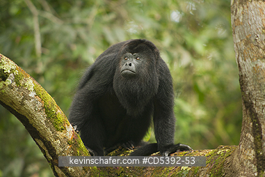 MONKEY, HOWLER: Guatemalan Black Howler Monkey (Alouatta pigra) Endangered, Wild, Community Baboon Sanctuary, Belize, Central America, Dominant male