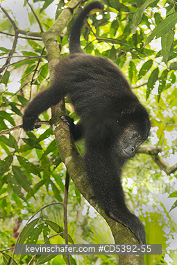 MONKEY, HOWLER: Guatemalan Black Howler Monkey (Alouatta pigra) Endangered, Wild, Community Baboon Sanctuary, Belize, Central America, Adult female descends tree