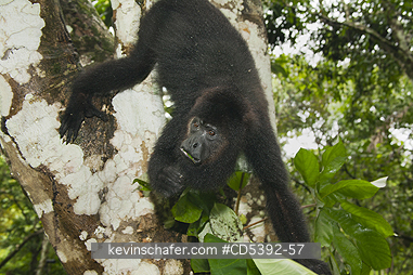 MONKEY, HOWLER: Guatemalan Black Howler Monkey (Alouatta pigra) Endangered, Wild, Community Baboon Sanctuary, Belize, Central America