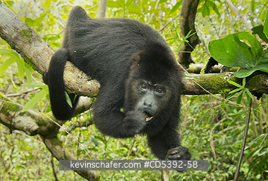 MONKEY, HOWLER: Guatemalan Black Howler Monkey (Alouatta pigra) Endangered, Wild, Community Baboon Sanctuary, Belize, Central America