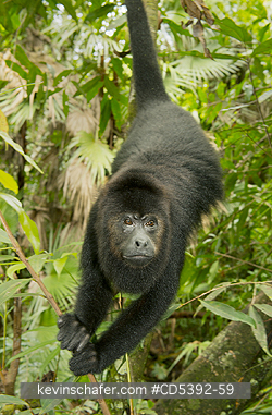 MONKEY, HOWLER: Guatemalan Black Howler Monkey (Alouatta pigra) Endangered, Wild, Community Baboon Sanctuary, Belize, Central America