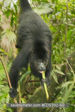 MONKEY, HOWLER: Guatemalan Black Howler Monkey (Alouatta pigra) Endangered, Wild, Community Baboon Sanctuary, Belize, Central America