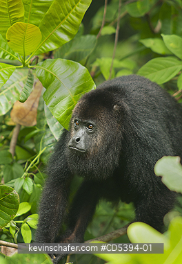MONKEY, HOWLER: Guatemalan Black Howler Monkey (Alouatta pigra) Endangered, Wild, Community Baboon Sanctuary, Belize, Central America