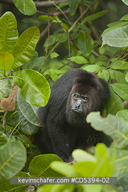 MONKEY, HOWLER: Guatemalan Black Howler Monkey (Alouatta pigra) Endangered, Wild, Community Baboon Sanctuary, Belize, Central America