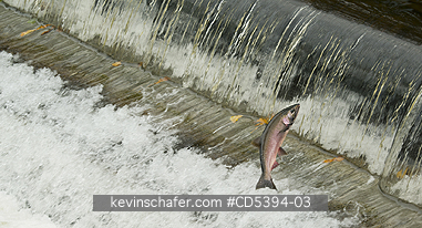 SALMON: Coho Salmon, jumping over dam, Issaquah Creek, October, Isaaquah, Washington USA