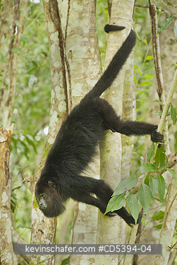 MONKEY, HOWLER: Guatemalan Black Howler Monkey (Alouatta pigra) Endangered, Wild, Community Baboon Sanctuary, Belize, Central America