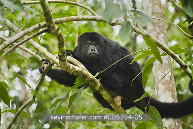 MONKEY, HOWLER: Guatemalan Black Howler Monkey (Alouatta pigra) Endangered, Wild, Community Baboon Sanctuary, Belize, Central America