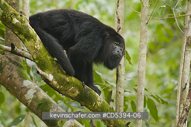 MONKEY, HOWLER: Guatemalan Black Howler Monkey (Alouatta pigra) Endangered, Wild, Community Baboon Sanctuary, Belize, Central America