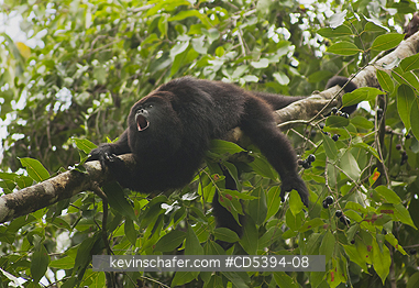 MONKEY, HOWLER: Guatemalan Black Howler Monkey (Alouatta pigra) Endangered, Wild, Community Baboon Sanctuary, Belize, Central America, Male Howling