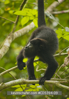 MONKEY, HOWLER: Guatemalan Black Howler Monkey (Alouatta pigra) Endangered, Wild, Community Baboon Sanctuary, Belize, Central America