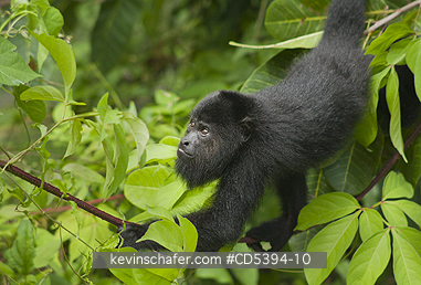 MONKEY, HOWLER: Guatemalan Black Howler Monkey (Alouatta pigra) Endangered, Wild, Community Baboon Sanctuary, Belize, Central America
