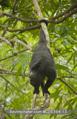 MONKEY, HOWLER: Guatemalan Black Howler Monkey (Alouatta pigra) Endangered, Wild, Community Baboon Sanctuary, Belize, Central America