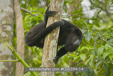 MONKEY, HOWLER: Guatemalan Black Howler Monkey (Alouatta pigra) Endangered, Wild, Community Baboon Sanctuary, Belize, Central America