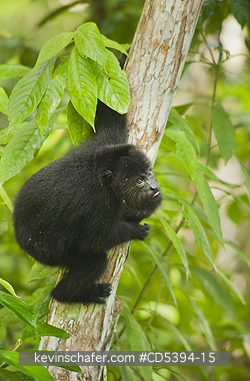 MONKEY, HOWLER: Guatemalan Black Howler Monkey (Alouatta pigra) Endangered, Wild, Community Baboon Sanctuary, Belize, Central America
