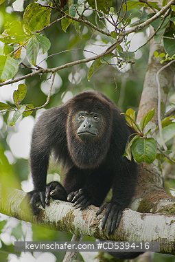 MONKEY, HOWLER: Guatemalan Black Howler Monkey (Alouatta pigra) Endangered, Wild, Community Baboon Sanctuary, Belize, Central America
