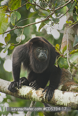 MONKEY, HOWLER: Guatemalan Black Howler Monkey (Alouatta pigra) Endangered, Wild, Community Baboon Sanctuary, Belize, Central America