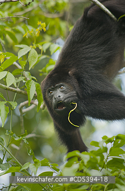MONKEY, HOWLER: Guatemalan Black Howler Monkey (Alouatta pigra) Endangered, Wild, Community Baboon Sanctuary, Belize, Central America