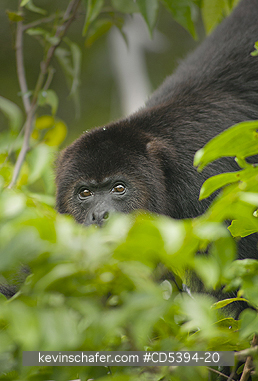 MONKEY, HOWLER: Guatemalan Black Howler Monkey (Alouatta pigra) Endangered, Wild, Community Baboon Sanctuary, Belize, Central America