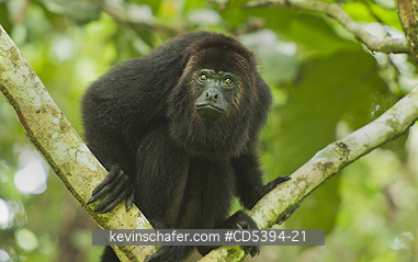 MONKEY, HOWLER: Guatemalan Black Howler Monkey (Alouatta pigra) Endangered, Wild, Community Baboon Sanctuary, Belize, Central America