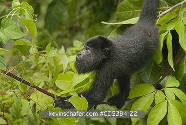 MONKEY, HOWLER: Guatemalan Black Howler Monkey (Alouatta pigra) Endangered, Wild, Community Baboon Sanctuary, Belize, Central America