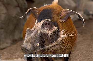 HOG, RED RIVER: (Potamochoerus porcus)  Sub-Saharan Africa, portrait of a red river hog.