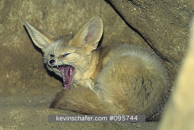 FOX: (Fennecus zerda) Fennec Fox, yawning in cave, North Africa, captive animal.