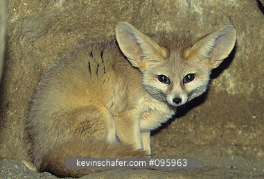 FOX: (Fennecus zerda), Fennec Fox, sitting in cave, North Africa, captive animal.