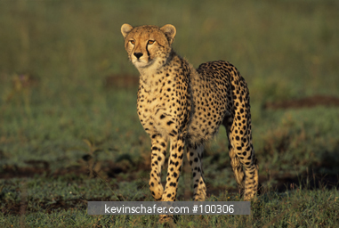 CHEETAH: (Acinonyx jubatus) Masa Mara Reserve, Kenya.