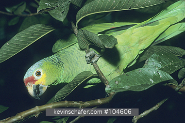 PARROT, RED-LORED AMAZON: (Amazona autumnalis) 
Costa Rica, Red-lored Amazon parrot on branch.
