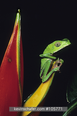 FROG, LEAF: (Phyllomedusa vaillanti)  SE Peru, Tambopata Reserve, Portrait of a leaf frog.