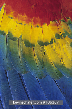 MACAW, SCARLET: (Ara macao)  Feather detail of brightly colored scarlet macaw.