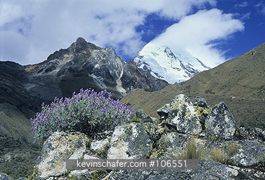 PERU: Peru, Andes Mountains, Cordillera Blanca, Lupine and Chopicalqui at 6354 meters.