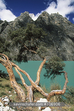 PERU: Peru, Andes Mountains, Cordillera Blanca, Huascaran National Park, Llanganuco lakes and Polylepis species trees.