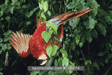 MACAW, SCARLET: (Ara macao)  SE Peru, Tambopata Reserve, Scarlet macaw.