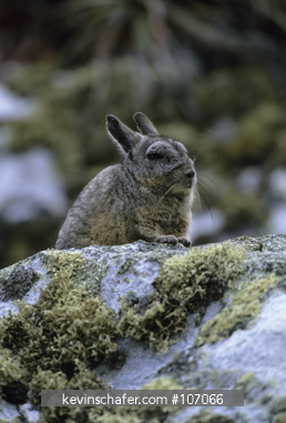 VISCACHA: (Lagidium peruanum) rabbit-like rodent of high Andes, Peru.