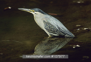 HERON, STRIATED: (Butorides striatus)  India, Ranthambore National Park, Portrait of a striated heron.