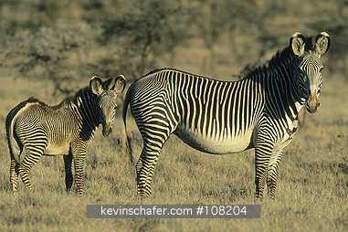 ZEBRA, GREVY: (Equus grevi)  Northern Kenya, Lewa Downs, The endangered Grevy zebra and young.