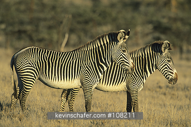 ZEBRA, GREVY: (Equus grevyi)  Northern Kenya, Lewa Downs, Two Grevy zebras.