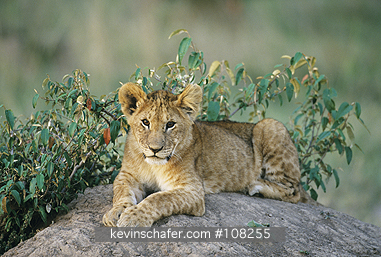 LION, AFRICAN: (Panthera leo)  Kenya, Masai Mara Reserve, Young cub resting on rock.