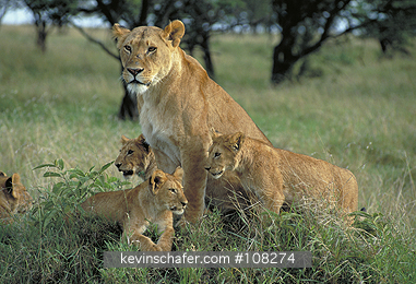 LION, AFRICAN: (Panthera leo) Kenya, Masai Mara Reserve, Mother lion and her cubs.