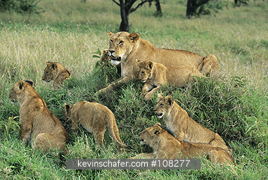 LIONS, AFRICAN: (Panthera leo)  Kenya, Masai Mara Reserve, Mother lion and cubs resting.
