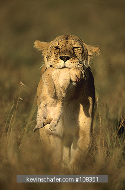 LION, AFRICAN: (Panthera leo) Kenya, Masai Mara Reserve, Female carrying three-week old cub away from wildfire.