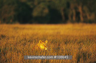 LIONS, AFRICAN: (Panthera leo)  Kenya, Masai Mara Reserve, Pride of lions moving at dusk.