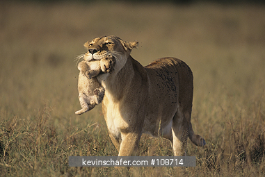 LION, AFRICAN: (Panthera leo) Kenya, Masai Mara Reserve, Female carrying 3-week old cub away from wildfire.