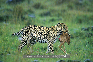 LEOPARD: Leopard, (Panthera pardus), female carrying prey to waiting cub in rain, Masai Mara, Kenya.