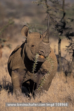 RHINOCEROS, BLACK: (Diceros bicornis)  North Kenya, Lewa Downs Reserve, Black rhino feeding on acacia.