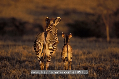 ZEBRA, GREVY: (Equus grevi) Northern Kenya, Lewa Downs, The endangered Grevy zebra and young