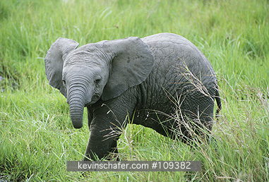 ELEPHANTS, AFRICAN: (Loxodonta africana)   Kenya, Masai Mara Reserve, Portrait of a young elephant in the grass.