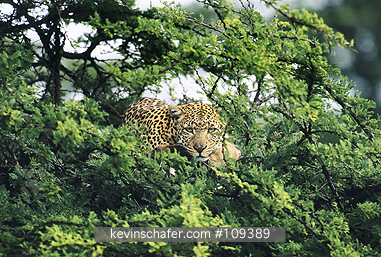 LEOPARD: (Panthera pardus)  Kenya, Masai Mara Reserve, Leopard feeding on prey in acacia tree.
